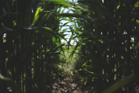 applying micronutrients crops