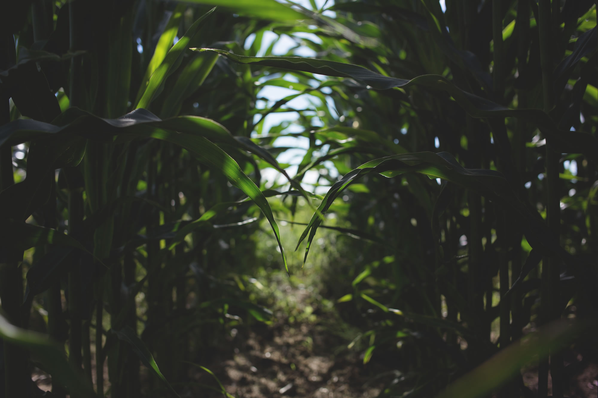 applying micronutrients crops