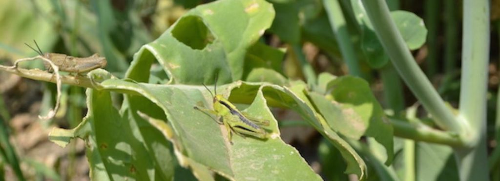 Grasshoppers are common insect pests worldwide. They should be scouted for identified and insect counts can be considered per area. This will help understand thresholds and consider potential management strategies for Eco-friendly disease control if warranted.